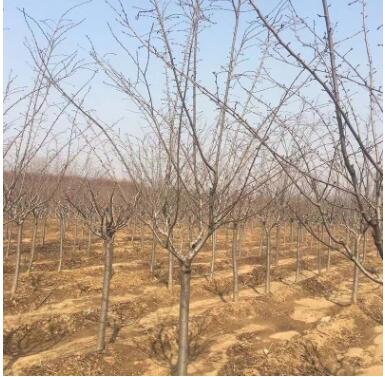 染井吉野樱花树直销现挖现卖量大价优樱花树苗可南北方种植樱花树图2