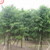 苗木批发南方红豆杉6公分造型树绿化树 单品主打