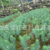 赤溪玉福红豆杉 室内盆栽 红豆杉树苗 鄂西红豆树 美国蓝杉