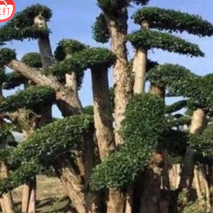 中国郴州易成活易种植榆树 单品主打