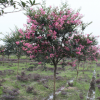 中国郴州 紫薇树