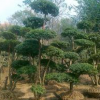 供应耐寒绿化植物小叶女贞苗 小叶女贞球 小叶女贞造型树