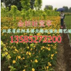 大花萱草价格【产地大花萱草低价直销-金娃娃萱草】量大价优