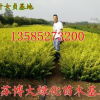 主供金叶女贞色块苗价格优惠，H40-50公分金叶女贞苗价格