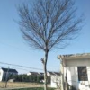 榉树8图片\榉树8报价