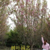 樱花，低分枝樱花，四川樱花基地，郫县精品樱花