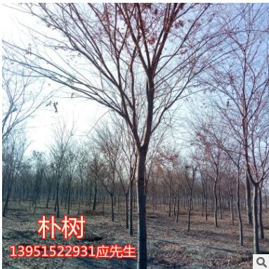 栾树苗榉树苗朴树苗法国梧桐树西府海棠苗垂丝海棠苗图3