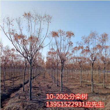 栾树苗榉树苗朴树苗法国梧桐树西府海棠苗垂丝海棠苗图2