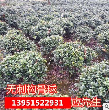 农户自产自销红叶石楠苗金森女贞苗冬青苗红花檵木苗图3