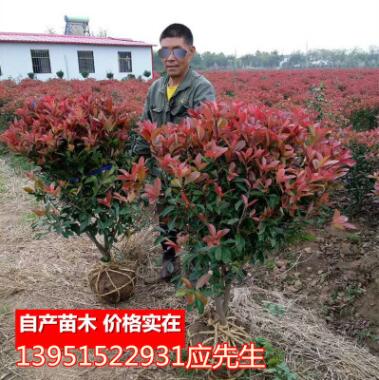 农户自产自销红叶石楠苗金森女贞苗冬青苗红花檵木苗图2