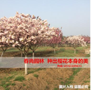 日本樱花苗 日本红樱花 染井吉野 松前更莎樱花树苗图2