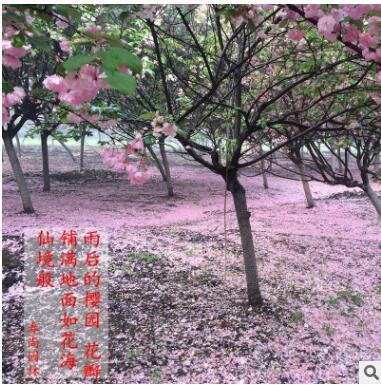 日本樱花苗 日本红樱花 染井吉野 松前更莎樱花树苗图3