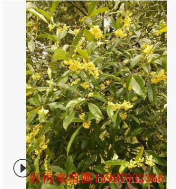 桂花树金桂丹桂血庭院盆栽绿植园艺花卉四季常青桂花图2