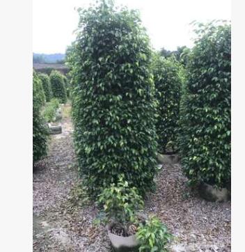 福建垂叶榕高1.7米报价 批发移植垂叶榕图3