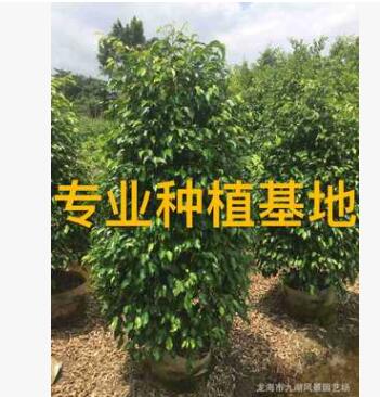 福建垂叶榕高1.7米报价 批发移植垂叶榕图2