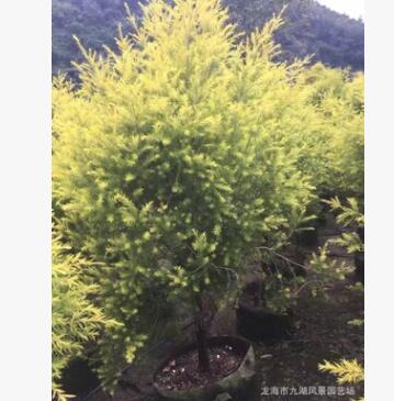 福建精品黄金香柳（黄金宝树）千层金批发 基地直销黄千层