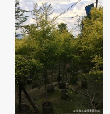 福建精品黄金香柳（黄金宝树）千层金批发 基地直销黄千层图3