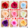 玫瑰花头仿真 批发 绢布 大 婚庆拱门花球花墙diy 装饰花朵