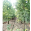 供应2-14公分优质池杉，一年生种子苗，浙江货源