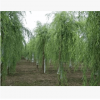 直销垂柳树苗湿地绿化苗木1-10公分垂柳苗竹柳树苗庭院花木柳树