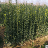 供应北海道黄杨分支好 绿化绿篱苗木基地 大叶黄杨价格好