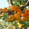 嫁接黄蜜大樱桃果树苗 南方北方种植盆栽地栽早熟当年结果 超甜