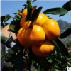 涌泉蜜桔树苗 正宗临海无核蜜桔涌泉蜜橘特优早熟超甜桔子果树苗