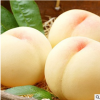白桃树苗新品种 白如玉桃树苗 白如雪桃树苗留树时间长特耐贮运