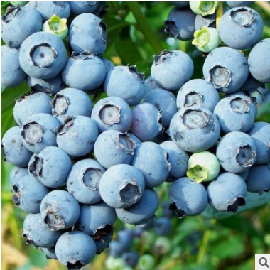 奥尼尔蓝莓苗 全国适宜 香味大的南高丛蓝莓庭院盆栽地栽果树苗