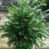 供应 红豆杉苗 净化空气防辐射吸甲醛绿植