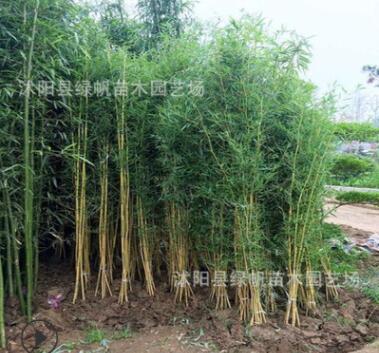 批发 紫竹 青竹 毛竹 四季常青 黄竹子 竹竿图2