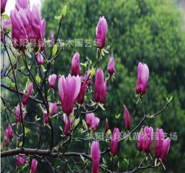 直销绿化工程 嫁接 紫玉兰 白玉兰 玉兰小苗 苗圃苗图2