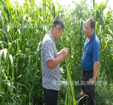 墨西哥玉米草优12种子高产优质营养价值丰富牧草种子批发图2