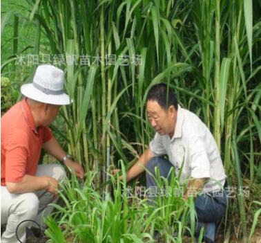 墨西哥玉米草优12种子高产优质营养价值丰富牧草种子批发