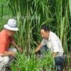 墨西哥玉米草优12种子高产优质营养价值丰富牧草种子批发