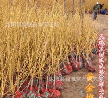 低价批发工程绿化苗木 黄金槐苗 黄金槐树 金枝国槐树图3