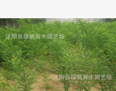 绿化苗木批发 国槐树苗 国槐小苗 速生国槐苗 大小规格齐全成活高图2