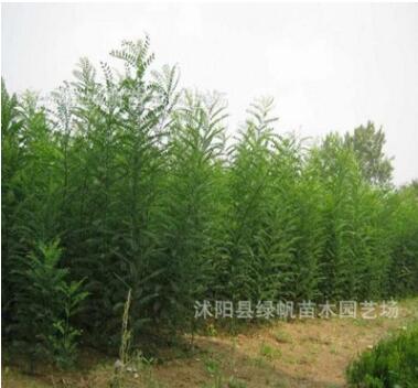 绿化苗木批发 国槐树苗 国槐小苗 速生国槐苗 大小规格齐全成活高图3
