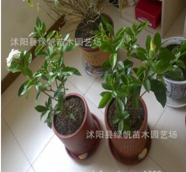批发小叶栀子苗盆栽 栀子花苗 室内芳香植物 工程苗大叶栀子花图3