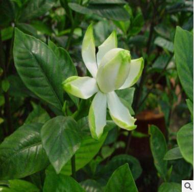 批发小叶栀子苗盆栽 栀子花苗 室内芳香植物 工程苗大叶栀子花图2