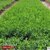 基地批发销售卫矛苗 工程绿化苗木四季常青规格齐全量大从优
