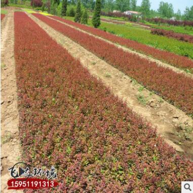 基地批发销售红叶小劈苗 供应优质红叶小劈苗工程用苗量大从优