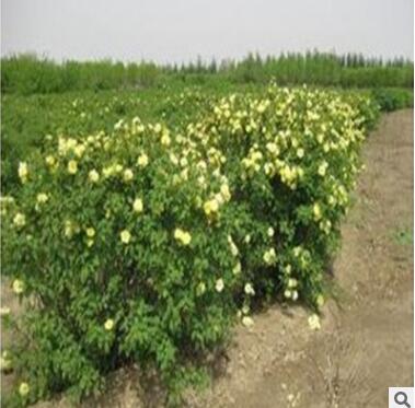 藤蔓攀援 庭院 植物 季蔷薇 黄刺梅苗黄刺玫 耐寒性强图2