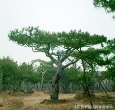 庭院苗木黑松 黑松苗 黑松树黑松树苗 黑松小苗图2