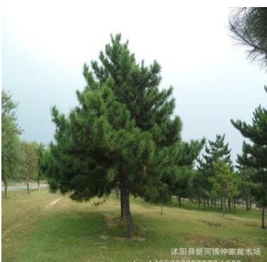 庭院苗木黑松 黑松苗 黑松树黑松树苗 黑松小苗图3