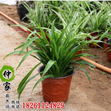 批发观赏吊兰盆栽 室内观赏盆栽青叶吊兰室内盆栽 净化空气图3