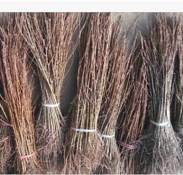 批发水杉树苗,行道树，素有“活化石“称号水杉小苗包成活图3