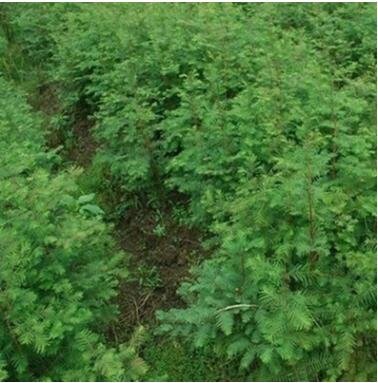 批发水杉树苗,行道树，素有“活化石“称号水杉小苗包成活图2