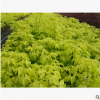 批量预售金叶复叶槭 金叶复叶槭丛生 根系好成活率高