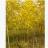 大量批发出售2--3.5金叶复叶槭工程树